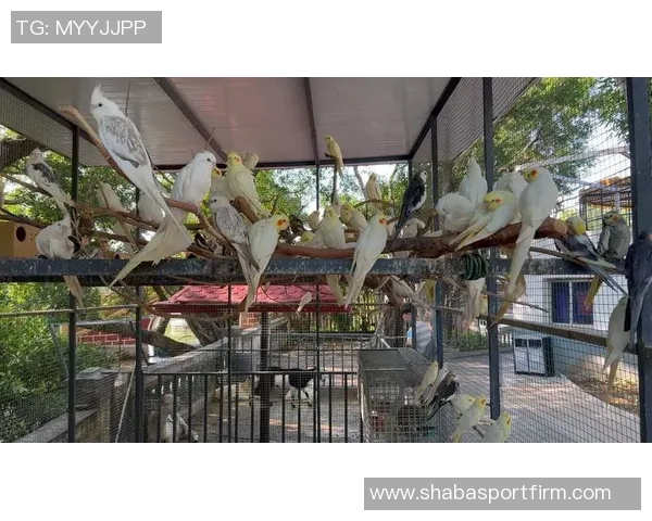 都柏林动物园为鹦鹉命名帕洛特引发热议带队杀入附加赛